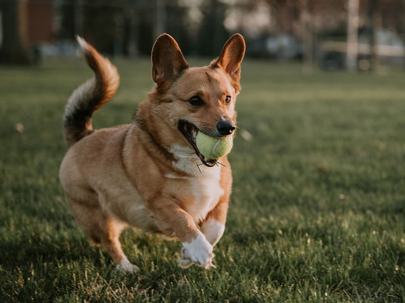 A corgi runs on grass with a tennis ball in its mouth, ears perked up and tail wagging.