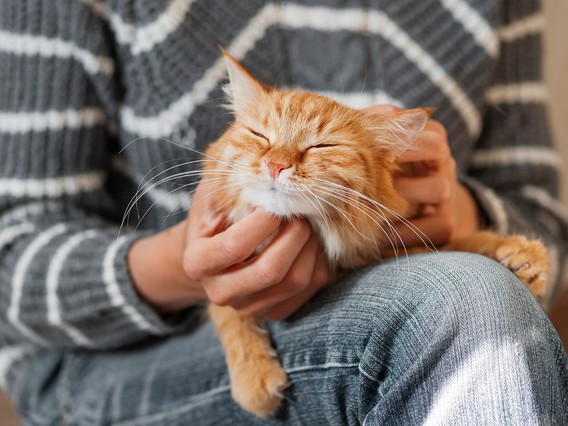 Person in a striped sweater petting a content orange cat on their lap.