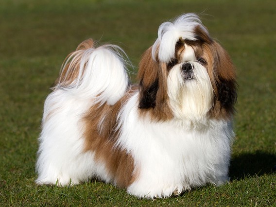 Fluffy Shih Tzu with brown and white fur standing on grass, its long coat groomed and flowing elegantly.