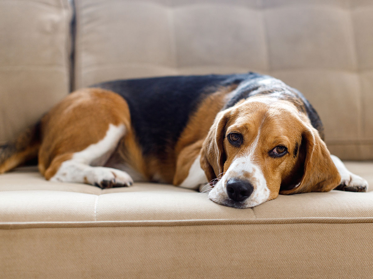 Best Pet Insurance for Beagles: Compare Top Plans, Coverage & Costs 2026