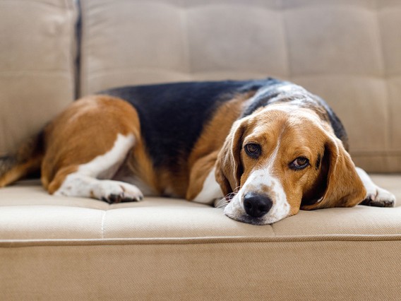Beagle lying on a beige couch, looking relaxed and slightly curious, with its head resting on the cushion.