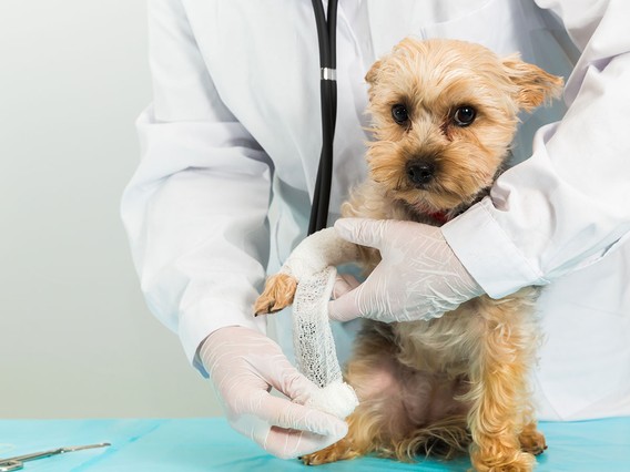 A veterinarian bandages a small dog's front leg on a blue table. The vet wears a white coat and gloves, and the dog looks calm.