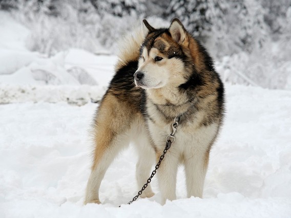 Fluffy Alaskan Malamute standing on snow, looking to the side, with a chain leash. Snowy trees are blurred in the background.