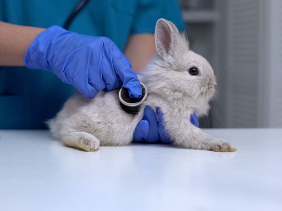Veterinarian in blue gloves using a stethoscope to examine a small white rabbit on an exam table.