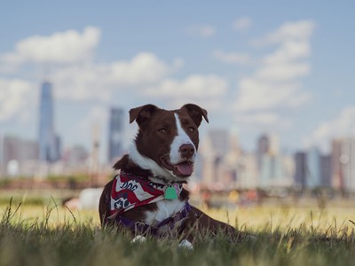The Best Pet Insurance in New Jersey in 2025