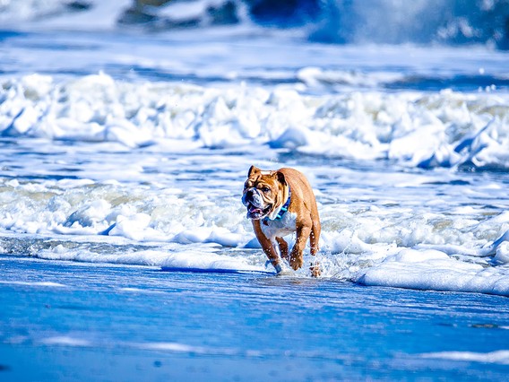 Bulldog joyfully running through shallow ocean waves on a sunny beach, with foamy water and distant surf in the background.