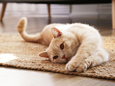 The Best Pet Insurance for Cats in 2026