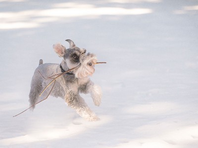 The Best Pet Insurance in Minnesota in 2025