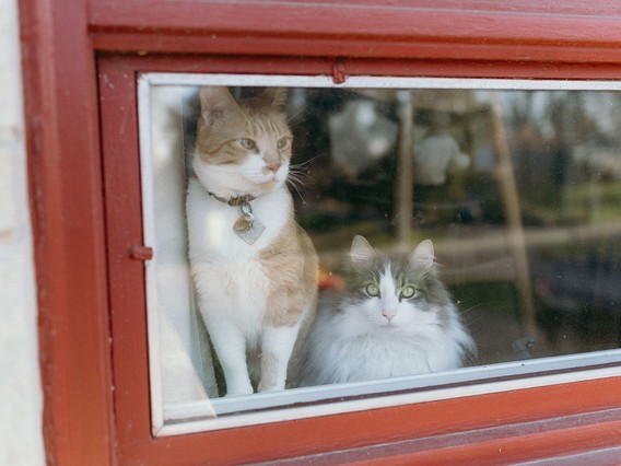Two cats sit behind a red-framed window, gazing outside. One is orange and white; the other is fluffy with gray and white fur.