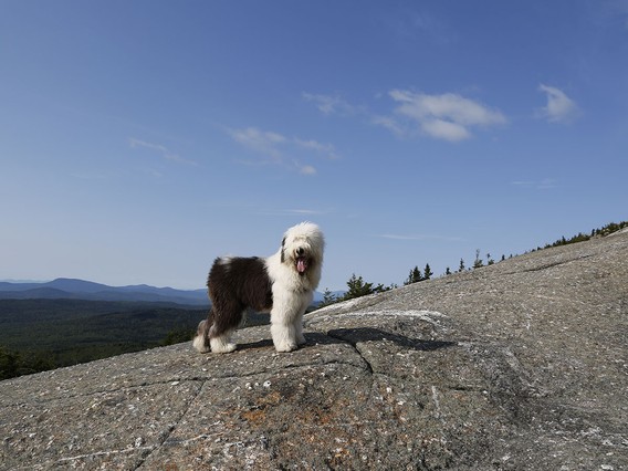 Fluffy dog standing on a rocky hilltop with a vast forest and blue sky in the background.