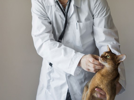 A veterinarian in a white coat examines a brown cat, gently holding its head while the cat looks to the side.