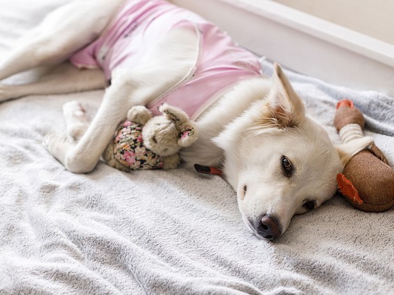 White dog wearing a pink shirt lying on a bed, resting head next to a floral stuffed bunny and a plush toy.