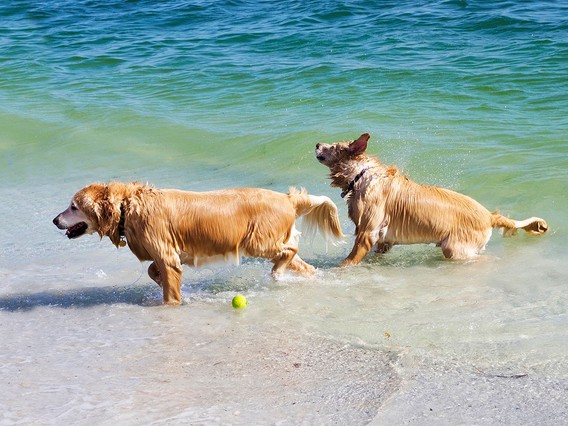 Two golden retrievers play in shallow ocean water. One dog shakes off water while the other stands nearby, with a tennis ball on the sand.