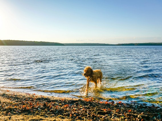 A dog walks along a sunlit lakeshore, with clear blue water and a distant tree-lined horizon under a bright sky.
