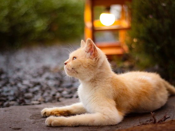 Orange and white cat lying on a stone path, looking up, with a warm glowing lantern in the blurred background.