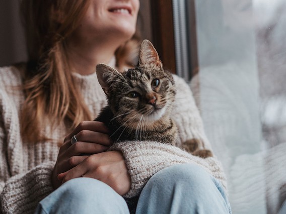 A person in a cozy sweater holds a tabby cat on their lap, sitting by a window. The cat looks curiously at the camera.