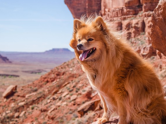 Fluffy dog sitting on a rock ledge in a desert landscape with red cliffs and a clear blue sky in the background.