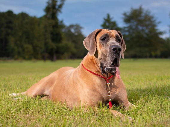 Great Dane lying on grass, wearing a red collar, with trees and a blue sky in the background.