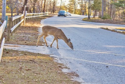 What to Do If You Hit a Deer: Car Accident Next Steps