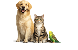 Pet Insurance image