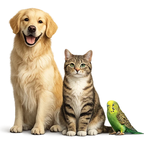 Pet Insurance image