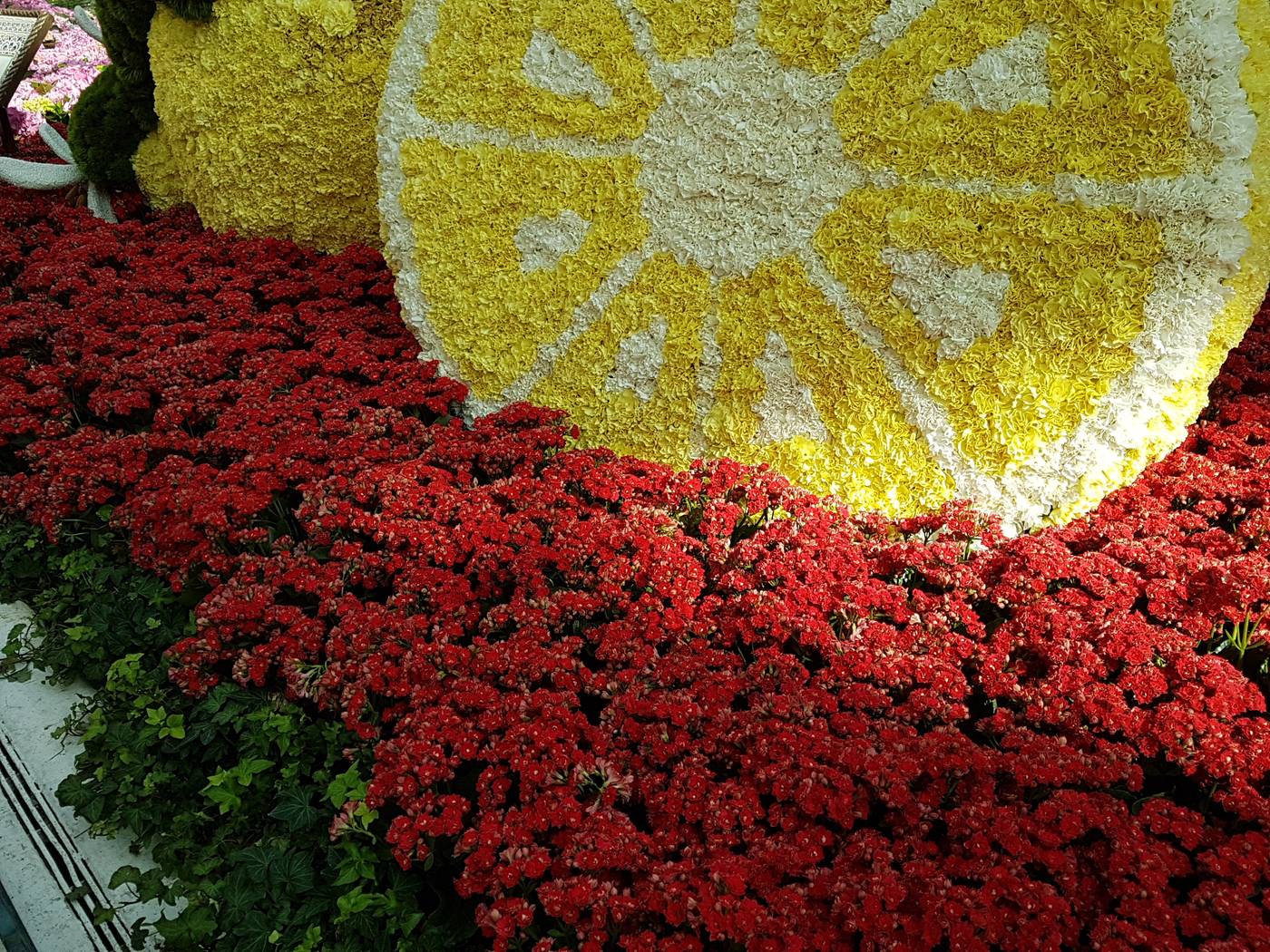 A Bellagio Conservatory display of red flowers around a giant lemon slice made of yellow and white blooms