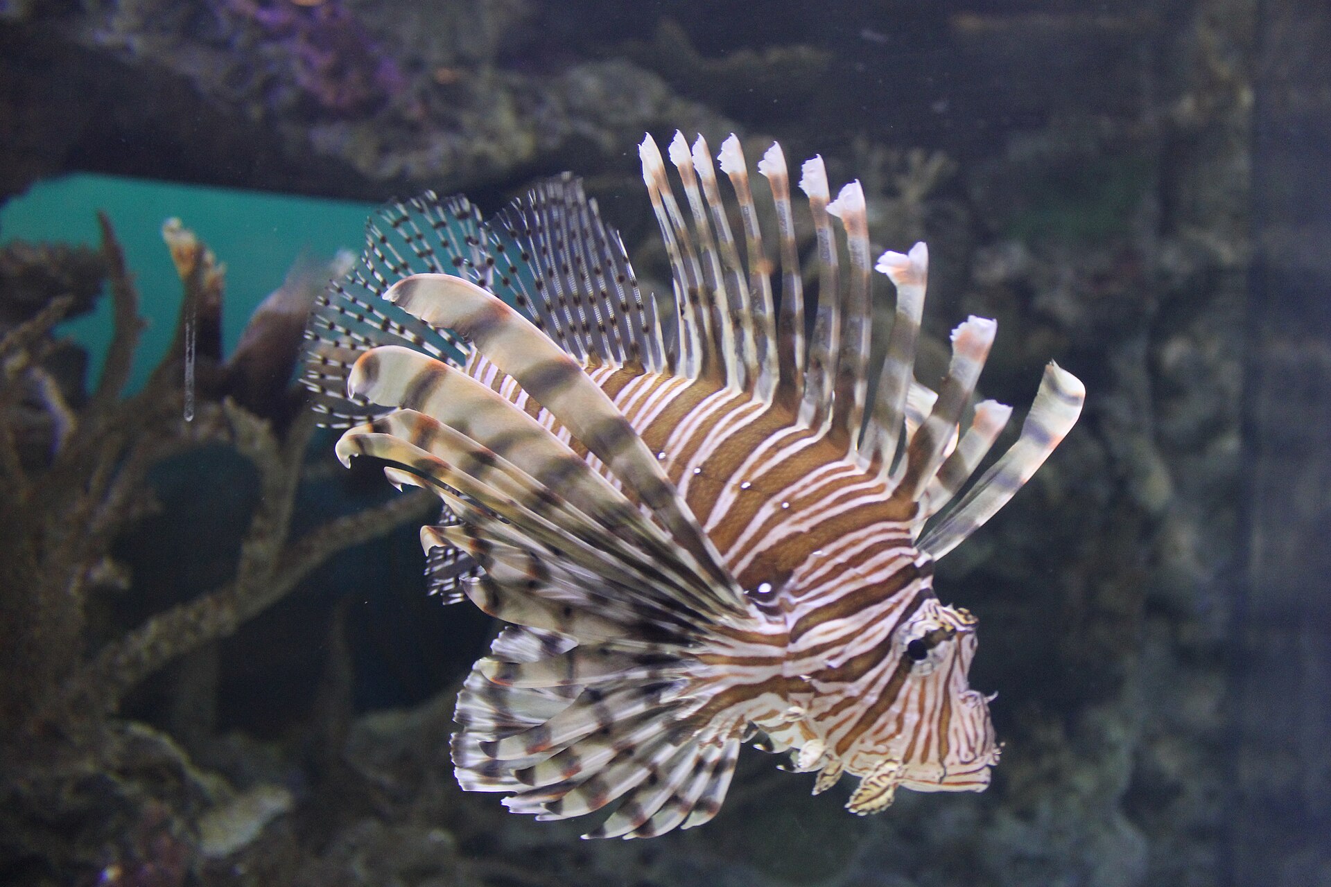 A lionfish swimming in one of the exhibits at Shark Reef Aquarium, Mandalay Bay