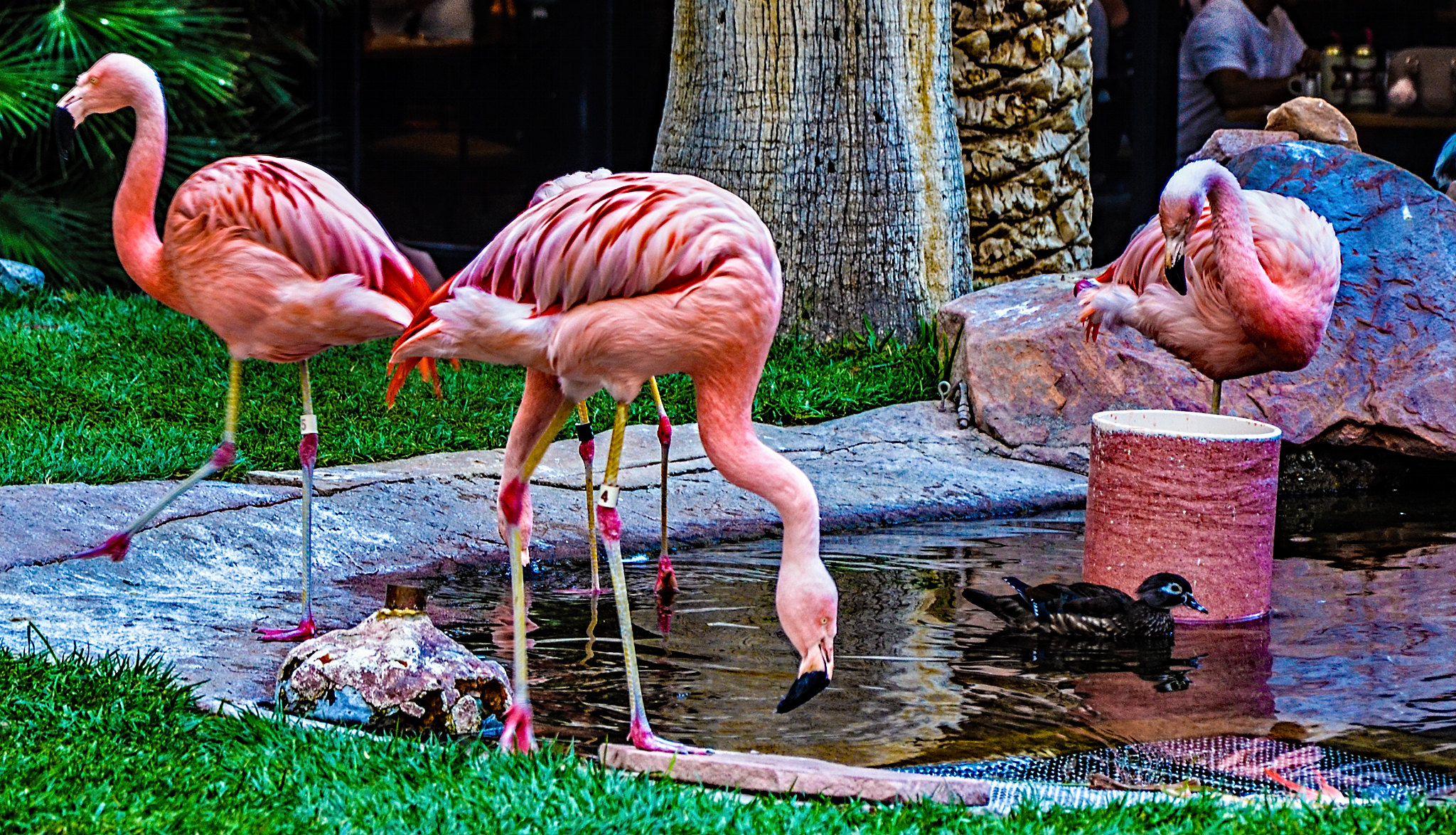 Chilean flamingos at the Flamingo Wildlife Habitat in Las Vegas