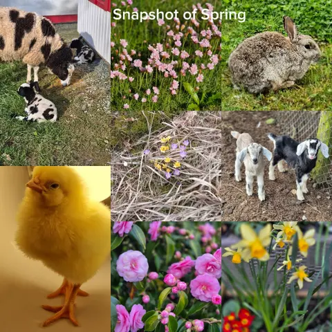 Photography competition 2026 entry from 4th Class, theme: A Snapshot of Spring