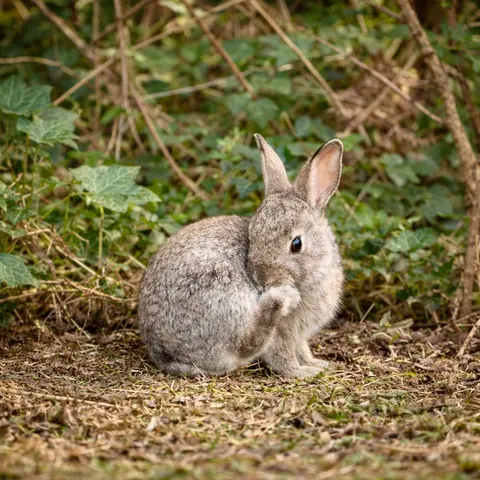 Photography competition 2026 entry from 1st Class, theme: Wildlife
