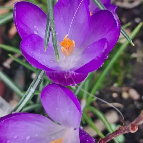Photography competition 2026 entry from 4th Class, theme: A Snapshot of Spring