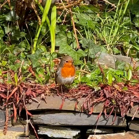 Photography competition 2026 entry from 1st Class, theme: Wildlife