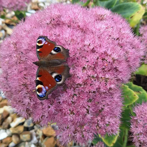 Photography competition 2026 entry from 1st Class, theme: Wildlife