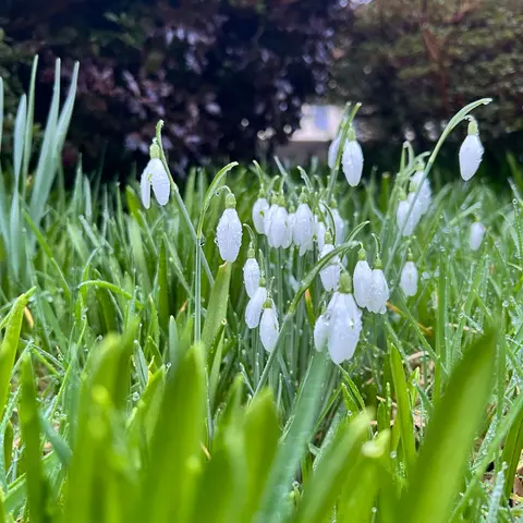Photography competition 2026 entry from 4th Class, theme: A Snapshot of Spring
