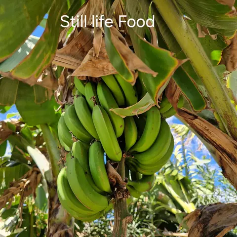 Photography competition 2026 entry from Senior Infants, theme: Still Life Food