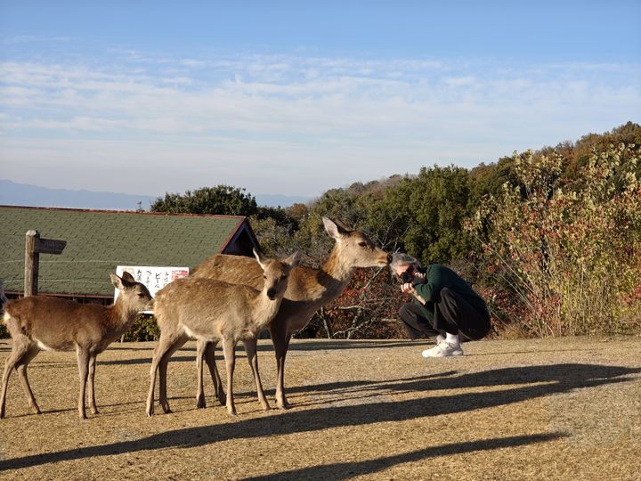 Pia taking a picture of deers in Nara on a hill
