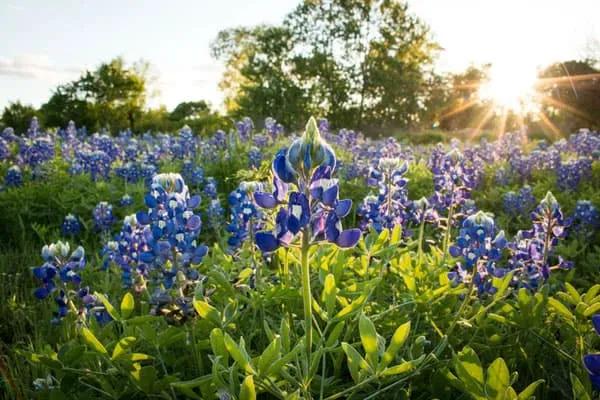 Wildflower Advisory Committee (WAC)