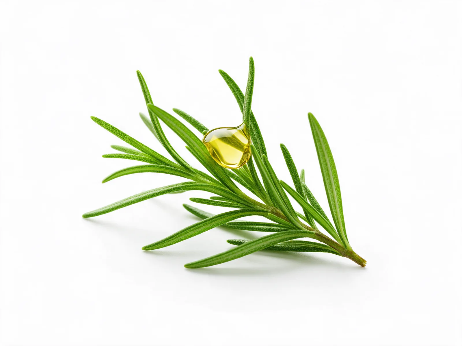 Sprig of rosemary with a drop of oil on the leaves