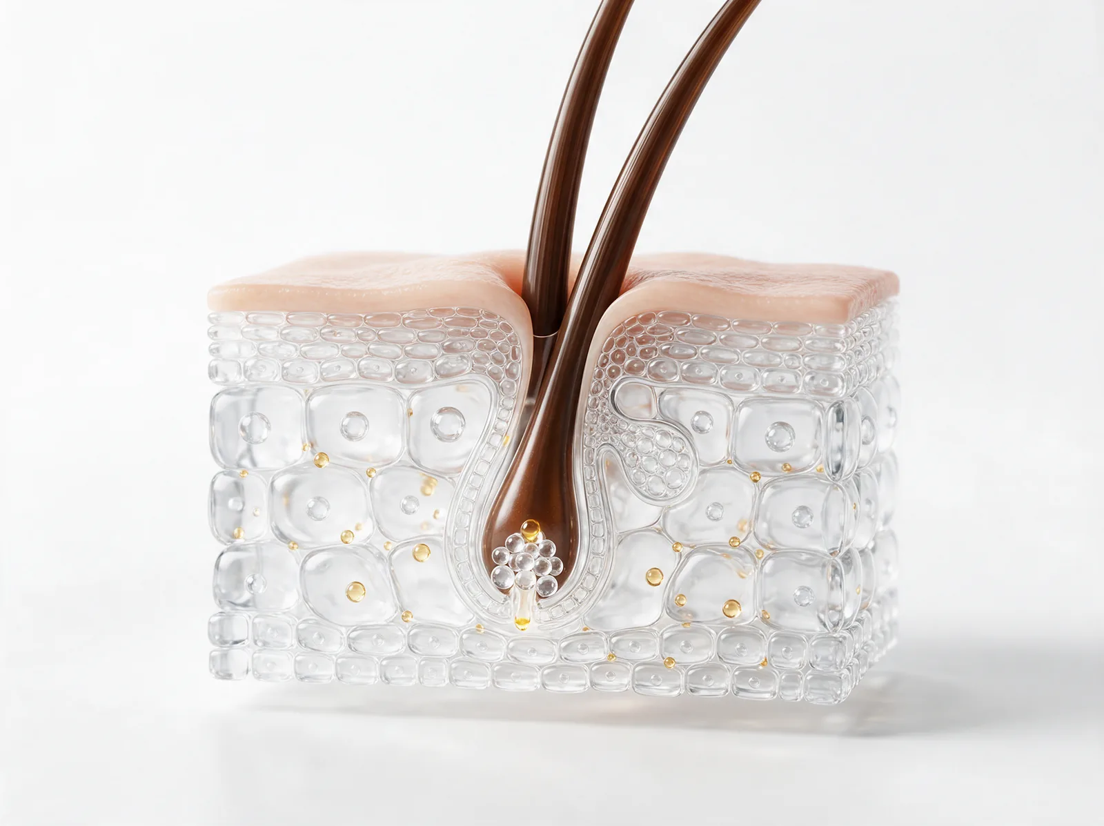 Clear model of skin with two hairs growing from one follicle opening