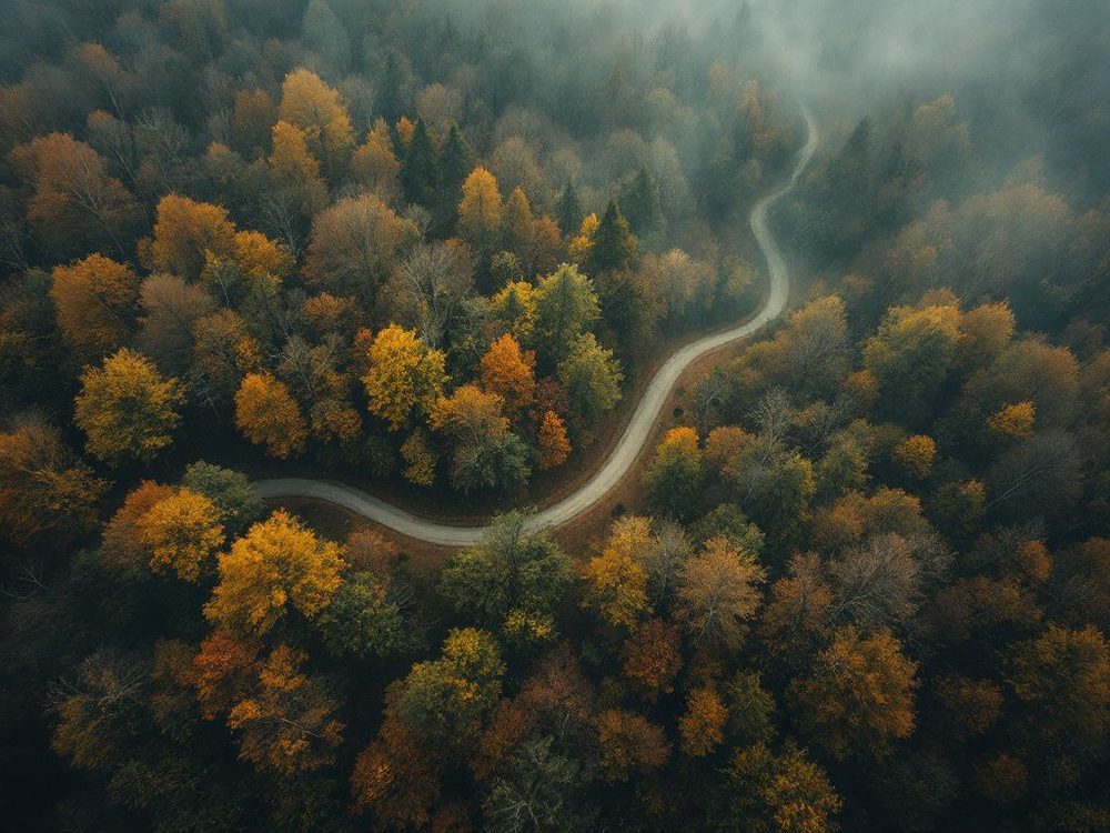 Стежка через осінній ліс, вигляд згори