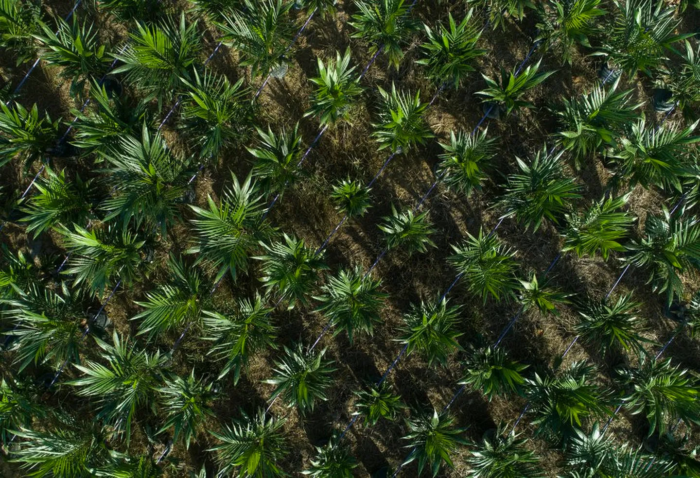 Aerial view of rows of young oil palms on a plantation