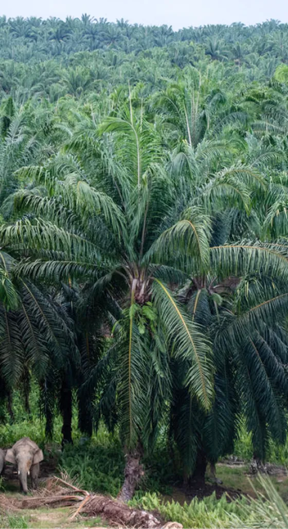Rows of oil palm trees on a plantation