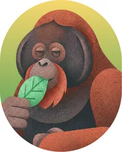 Illustration of an orangutan holding a leaf