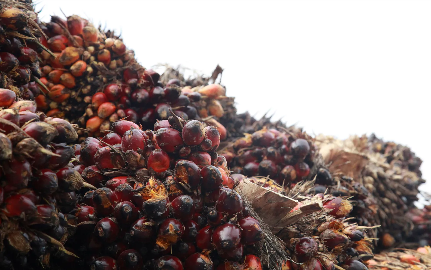 Pile of harvested oil palm fruit bunches