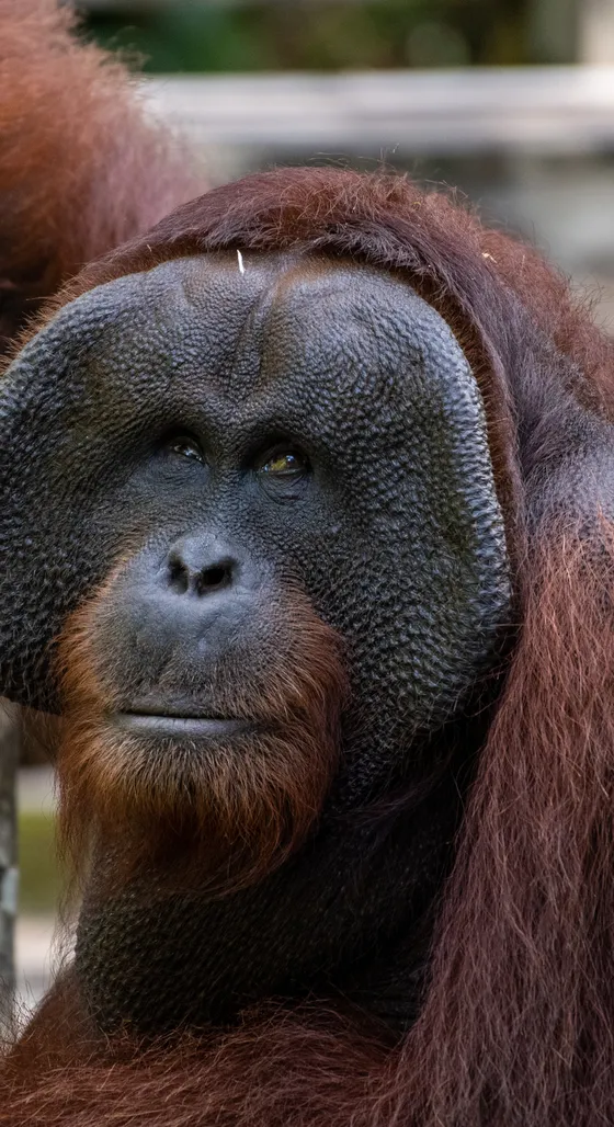 An adult male orangutan