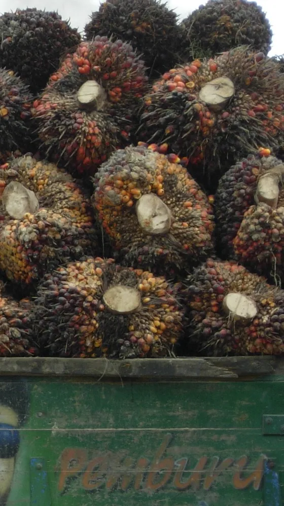 Harvested oil palm fruit bunches piled on a truck