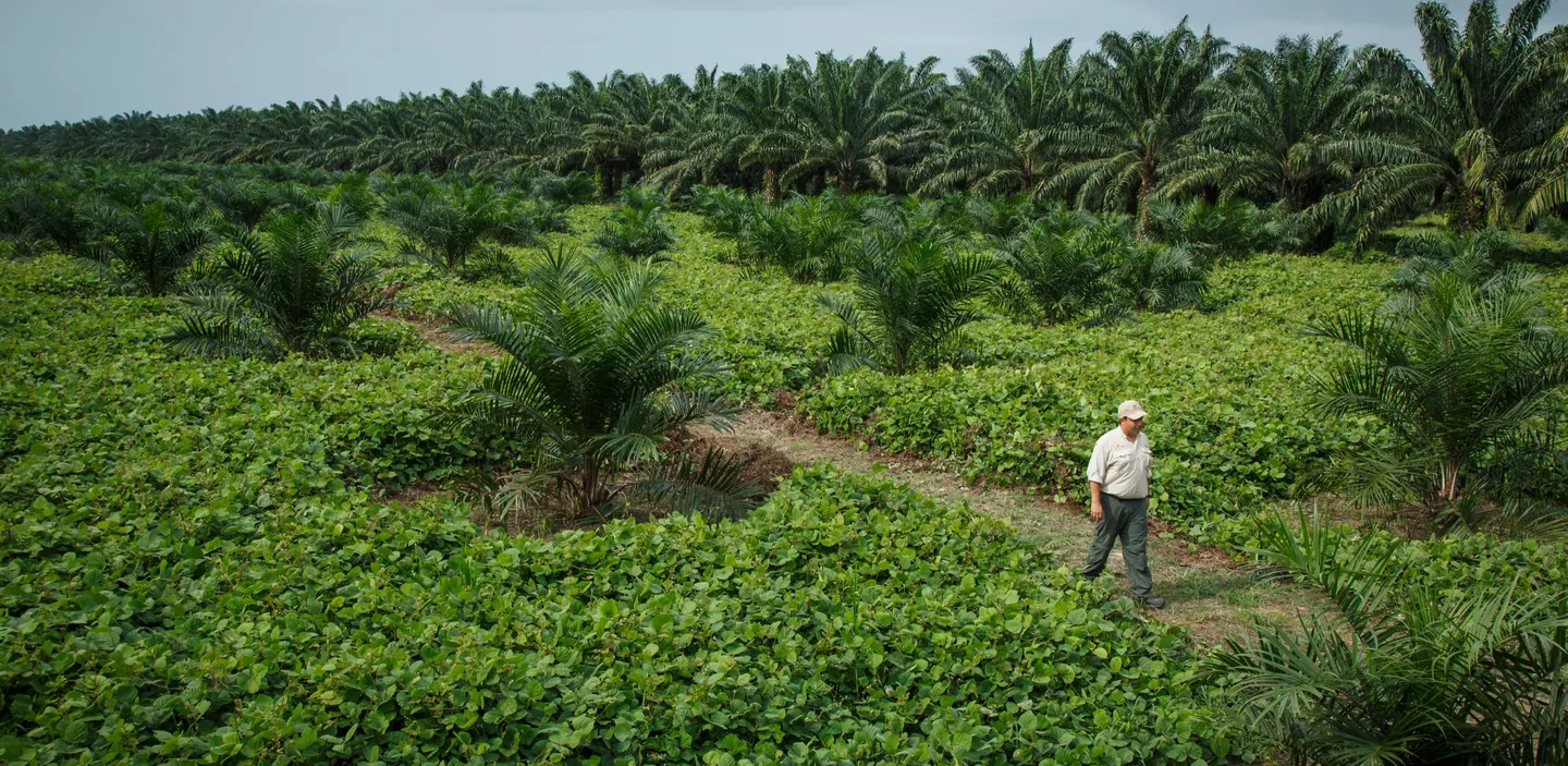 Young oil palms planted in rows on cleared land at the edge of a forest
