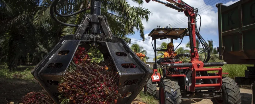 A mechanical grab lifting harvested oil palm fruit bunches beside a tractor on a plantation