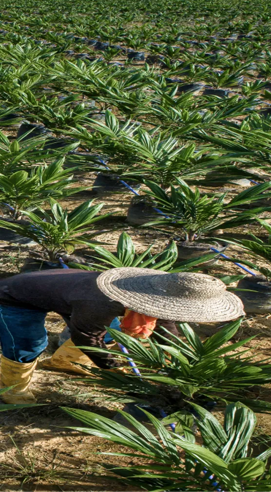 A worker tending rows of young oil palm seedlings