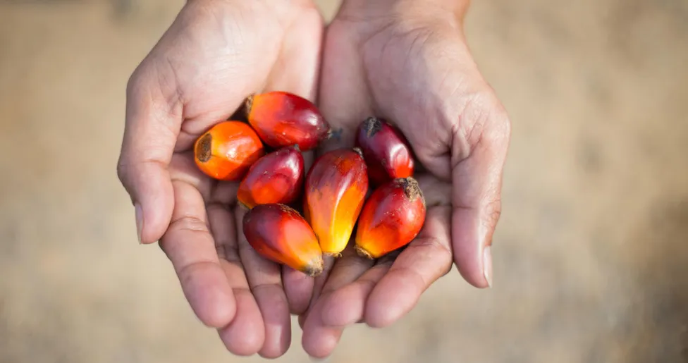 Cupped hands holding ripe oil palm fruits
